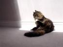 Beau in the sunrays 1