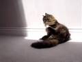Beau in the sunrays 1