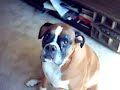 Boxer Dog, My female Boxer named Jada