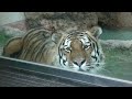 アムールトラ の『ショウヘイ』 (神戸市立王子動物園) 2023年8月11日