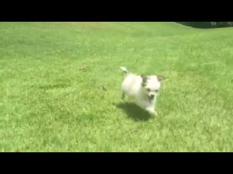 Max & Gigi love to go outside and potty