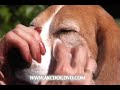 amazing dog grooming tips amazing dog grooming tips