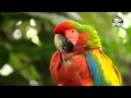 Samsung Galaxy S2 - Papagayo