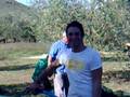 videos de TECCHIENA LA RACCOLTA DELLE OLIVE
