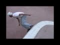 BOARD FUNK - SKATEBOARD - NYC BOARD FUNK - SKATEBOARD - NYC