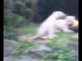 Harimau Baham.wmv