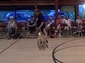 Lola~Dancing Sharpei
