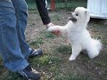 お手おかわりの練習