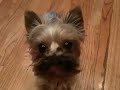 Click here to watch this video Yourkie with peanut butter