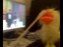 a duck singing matter of feeling from duran duran a duck singing matter of feeling from duran duran