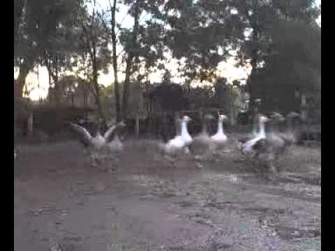 Youtube Video L2zMc0wQ_bg