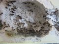 Lasius Niger Colony ( not in tube anymore) Lasius Niger Colony ( not in tube anymore)
