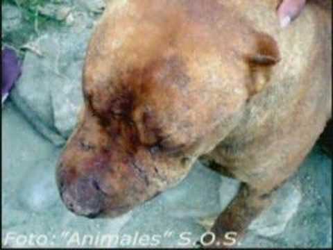 pelea perros