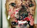 PELEAS DE PERROS EN MEXICO PELEAS DE PERROS EN MEXICO