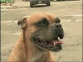 PELEAS DE PERROS EN MEXICO