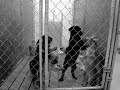 Check out Petfinder.com - (One Republic- Goodbye Apathy)