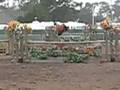 Regent Park Foxfield Medal 7/24/08