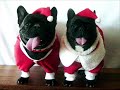 *Christmas Dogs* *Christmas Dogs*