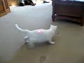 Crazy Cat Chasing a Laser
