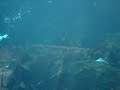 Tufted Puffin Flying underwater