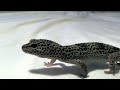 My leopard gecko