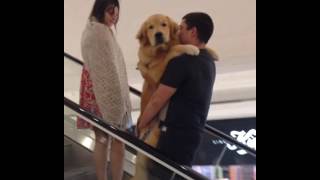 Golden Retriever acha que  filhote e sobre escadas no brao de tutor