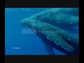 whales-let-them-sing-not-wail.html