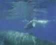 Whales/ Let Them Sing Not Wail