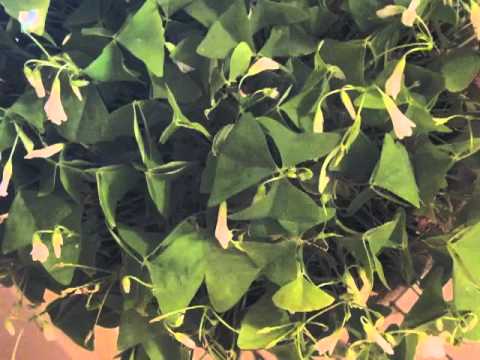 how to replant shamrock plant