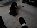 Sprocket and the Duck, Part 1 Sprocket and the Duck, Part 1