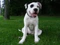 Puppy Miss Pirate Puppy Miss Pirate