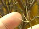 Amazing Insects Vol.7, No.1 : Preying Mantis 01 Amazing Insects Vol.7, No.1 : Preying Mantis 01