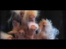 parodies de comptine par vincent malone (le roi des papas) mis en sc�ne par les petits doigts de filip saumont