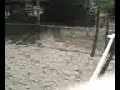 Butterscotch jumping