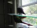 Boo teases the big birds