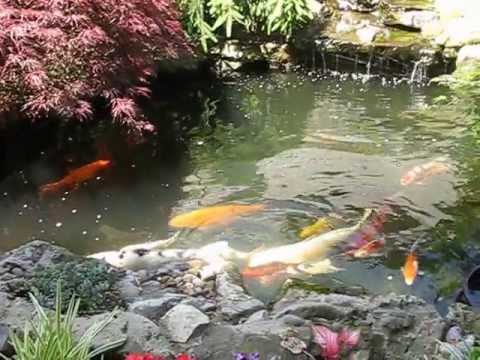 how to fertilized koi eggs