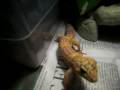 update on leopard geckos 12/25/08