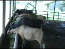 Sapi Perah untuk Praktek