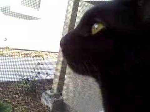 Bahgira sees a bird