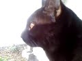 Bahgira sees a bird Bahgira sees a bird
