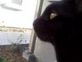 Bahgira sees a bird