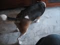 Aluna vs dog piramid