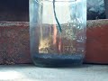 Stingy the Wasp Dies...