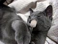 cavy歯磨き２.wmv