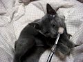 cavy歯磨き２.wmv