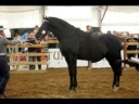 videos de YEGUADA LINDA VISTA  TABARDILLA CAMPEONA DE ESPAÑA