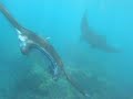 Manta`s met Recce Divers op Bali