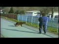 Irish Setter-Dresura-Dog training www.dresura.net
