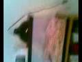 videos de python snack eats mouse feeding
