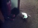 My Baby Crawling
